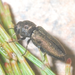 Dinocephalia sp. (genus) at Wyanbene, NSW - 26 Dec 2022 09:05 PM