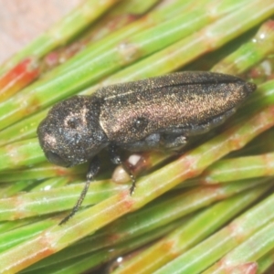 Dinocephalia sp. (genus) at Wyanbene, NSW - 26 Dec 2022