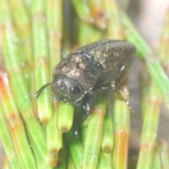 Dinocephalia sp. (genus) at Wyanbene, NSW - 26 Dec 2022 09:05 PM