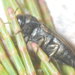 Dinocephalia sp. (genus) at Wyanbene, NSW - 26 Dec 2022