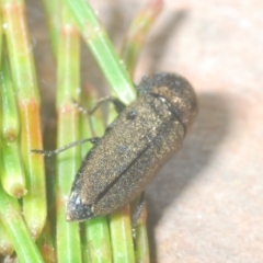 Dinocephalia sp. (genus) at Wyanbene, NSW - 26 Dec 2022