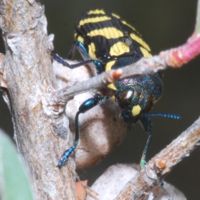 Castiarina octospilota (A Jewel Beetle) at Stromlo, ACT - 31 Dec 2022 by Harrisi