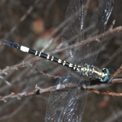 Parasynthemis regina (Royal Tigertail) at Stromlo, ACT - 31 Dec 2022 by Harrisi