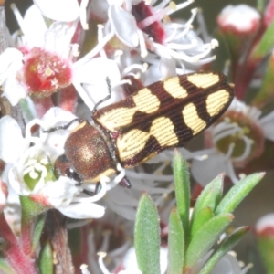 Castiarina decemmaculata at Stromlo, ACT - 31 Dec 2022