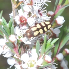 Castiarina decemmaculata at Stromlo, ACT - 31 Dec 2022