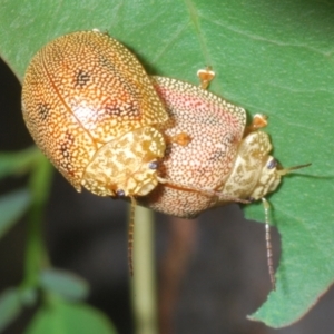 Paropsis atomaria at Stromlo, ACT - 31 Dec 2022