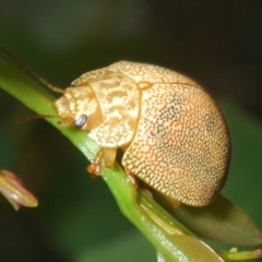 Paropsis atomaria at Stromlo, ACT - 31 Dec 2022