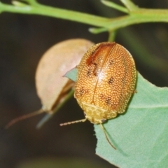 Paropsis atomaria at Stromlo, ACT - 31 Dec 2022 05:33 PM