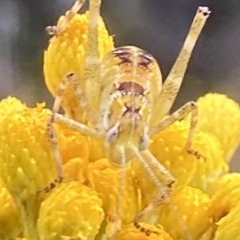 Caedicia simplex (Common Garden Katydid) at Kowen, ACT - 31 Dec 2022 by Komidar