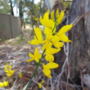 Spartium junceum at Gilmore, ACT - 4 Jan 2023 03:24 PM