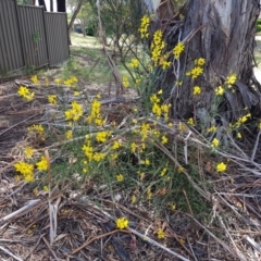 Spartium junceum at Gilmore, ACT - 4 Jan 2023 03:24 PM