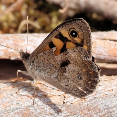 Geitoneura klugii (Marbled Xenica) at Burragate, NSW - 1 Jan 2023 by KylieWaldon