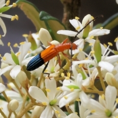 Stenoderus ostricilla (Longhorn beetle) at Burragate, NSW - 31 Dec 2022 by KylieWaldon