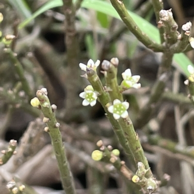 Choretrum pauciflorum (Dwarf Sour Bush) at Uriarra, NSW - 2 Jan 2023 by JaneR