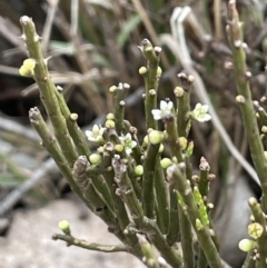 Choretrum pauciflorum at Uriarra, NSW - 2 Jan 2023