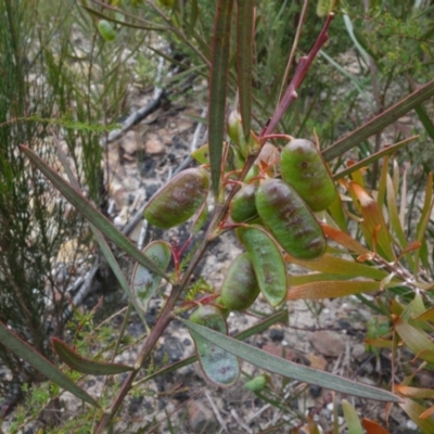 Acacia suaveolens (Sweet Wattle) at Boolijah, NSW - 30 Nov 2022 by RobG1