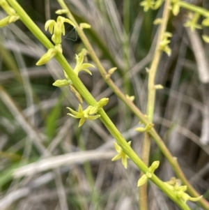 Stackhousia viminea at Uriarra, NSW - 2 Jan 2023 02:52 PM