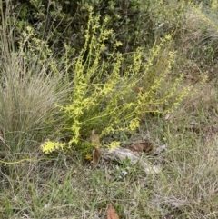 Stackhousia viminea at Uriarra, NSW - 2 Jan 2023 02:52 PM