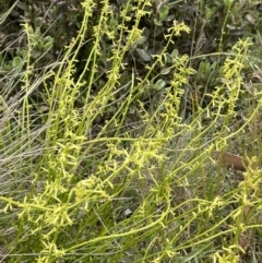 Stackhousia viminea at Uriarra, NSW - 2 Jan 2023 02:52 PM