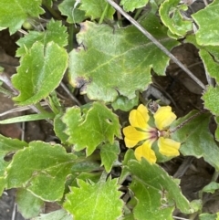 Goodenia hederacea subsp. alpestris at Cotter River, ACT - 2 Jan 2023 by JaneR