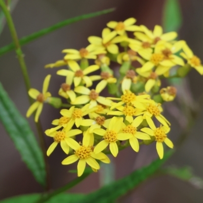 Senecio linearifolius (Fireweed Groundsel, Fireweed) at Wyndham, NSW - 31 Dec 2022 by KylieWaldon