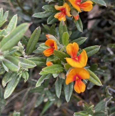 Podolobium alpestre (Shaggy Alpine Pea) at Bimberi Nature Reserve - 2 Jan 2023 by JaneR