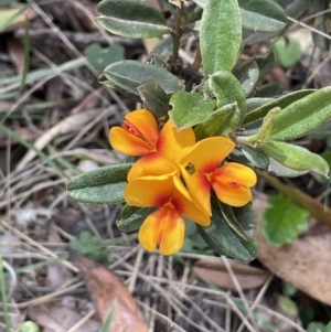 Podolobium alpestre at Uriarra, NSW - 2 Jan 2023