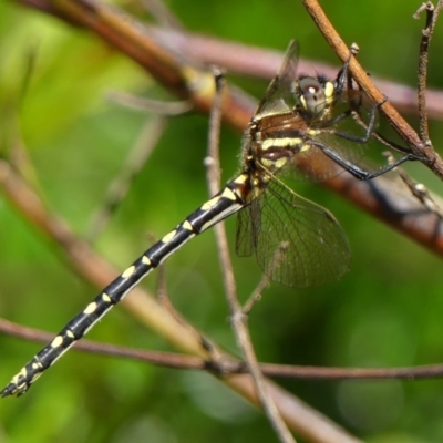 Synthemis eustalacta (Swamp Tigertail) at Braemar, NSW - 3 Dec 2022 by Curiosity