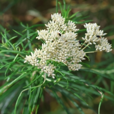 Cassinia longifolia (Shiny Cassinia, Cauliflower Bush) at Wyndham, NSW - 31 Dec 2022 by KylieWaldon