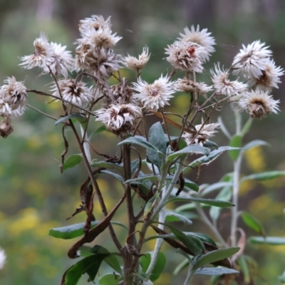 Coronidium elatum subsp. elatum (Tall Everlasting) at Wyndham, NSW - 31 Dec 2022 by KylieWaldon