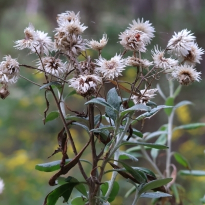 Coronidium elatum subsp. elatum (Tall Everlasting) at Wyndham, NSW - 1 Jan 2023 by KylieWaldon