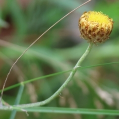 Coronidium scorpioides (Button Everlasting) at Wyndham, NSW - 31 Dec 2022 by KylieWaldon