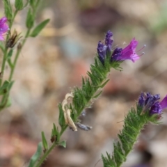 Echium sp. (Paterson's Curse or Viper's Bugloss) at Wyndham, NSW - 1 Jan 2023 by KylieWaldon