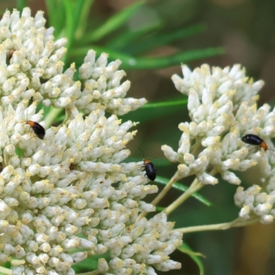 Galerucini sp. (tribe) (A galerucine leaf beetle) at Wyndham, NSW - 1 Jan 2023 by KylieWaldon
