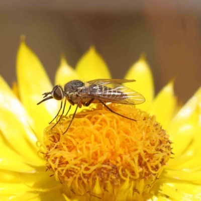 Australiphthiria hilaris (Slender Bee Fly) at O'Connor, ACT - 20 Dec 2022 by ConBoekel