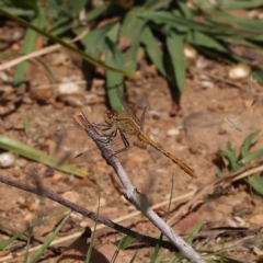 Diplacodes bipunctata (Wandering Percher) at O'Connor, ACT - 21 Dec 2022 by ConBoekel