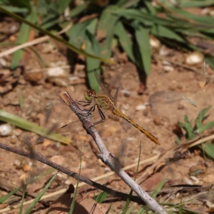 Diplacodes bipunctata at O'Connor, ACT - 21 Dec 2022