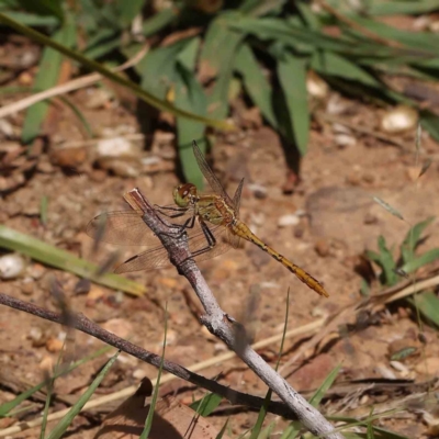 Diplacodes bipunctata (Wandering Percher) at O'Connor, ACT - 21 Dec 2022 by ConBoekel