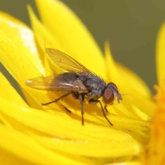 Calliphora vicina at O'Connor, ACT - 20 Dec 2022 by ConBoekel