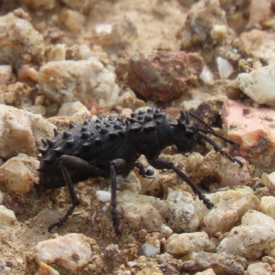 Acantholophus echinatus (Spiny ground weevil) at Coree, ACT - 4 Jan 2023 by SandraH