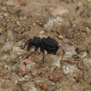 Acantholophus echinatus at Coree, ACT - 5 Jan 2023 07:46 AM