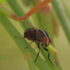 Poecilohetaerus sp. (genus) (Lauxaniid fly) at Dryandra St Woodland - 21 Dec 2022 by ConBoekel