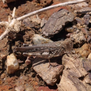 Austroicetes sp. (genus) at O'Connor, ACT - 23 Dec 2022 11:54 AM