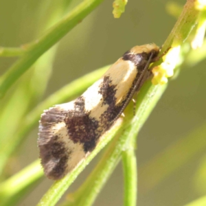 Olbonoma triptycha at O'Connor, ACT - 21 Dec 2022 10:54 AM