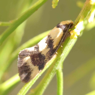 Olbonoma triptycha (Chezela Group) at O'Connor, ACT - 20 Dec 2022 by ConBoekel