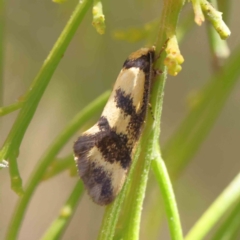 Olbonoma triptycha at O'Connor, ACT - 21 Dec 2022