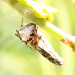 Phoroncidia sextuberculata (Six-knobbed Phoroncidia) at O'Connor, ACT - 20 Dec 2022 by ConBoekel