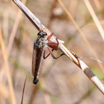 Zosteria sp. (genus) (Common brown robber fly) at O'Connor, ACT - 21 Dec 2022 by ConBoekel