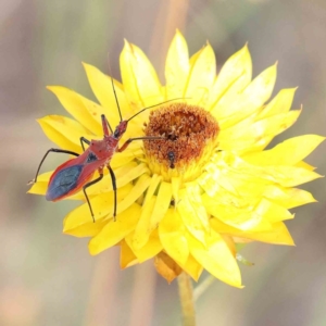 Gminatus australis at O'Connor, ACT - 24 Dec 2022 09:37 AM