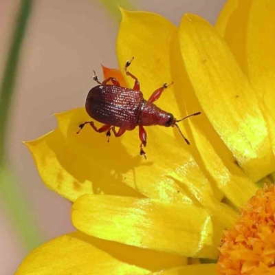 Euops sp. (genus) (A leaf-rolling weevil) at O'Connor, ACT - 24 Dec 2022 by ConBoekel